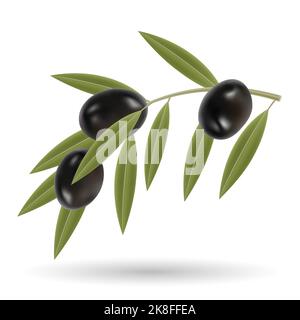 Schwarze Oliven und grüne Blätter Illustration isoliert auf weißem Hintergrund Stock Vektor