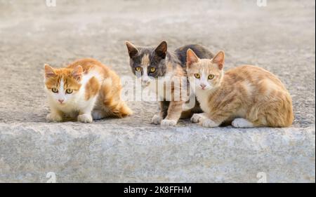 Drei niedliche junge Katzen Kätzchen, verschiedene Fellfarben, freundlich nebeneinander sitzend, Griechenland Stockfoto