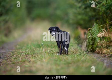 Niedliche Border Collie auf Gras im Park Stockfoto