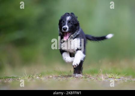 Cute Border Collie Welpe ragt aus der Zunge und läuft im Park Stockfoto