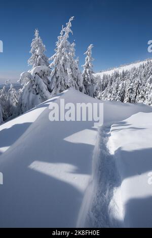 Winterlandschaft mit frisch gefallener Schneedecke im Fichtenbergwald mit Schneeverwehungen und Wanderwegen Stockfoto