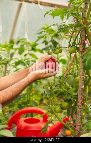 Hände des Bauern, der Tomaten im Gewächshaus hält Stockfoto