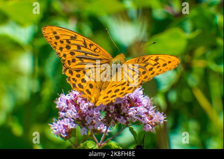 Silbergewaschene Fritilläre (Argynnis paphia), die auf einer blühenden Blume brüht Stockfoto