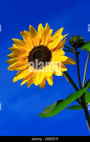 Sonnenblume blüht vor klarem blauen Himmel Stockfoto