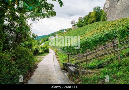 Weinberge an den Hängen von Würzburg und ein Fußweg neben der Festung Marienberg auf dem Hügel - September in Bayern Stockfoto