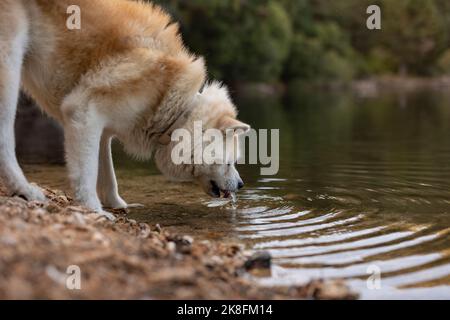 Hund Trinkwasser aus See im Wald Stockfoto