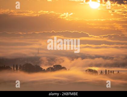 Deutschland, Baden-Württemberg, Blick auf das Radolfzeller Aachried Reservat, das bei Sonnenaufgang in dichten Nebel gehüllt ist Stockfoto