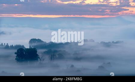 Deutschland, Baden-Württemberg, Blick auf das Radolfzeller Aachried-Reservat, das von dichtem Morgennebel umhüllt ist Stockfoto