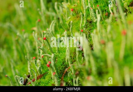 Stängel von grünen Flechten (Cladonia floerkeana) Stockfoto