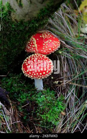 Fliegenpilze (Amanita muscaria) wachsen auf dem Waldboden Stockfoto