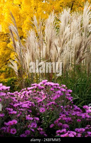 Garten Herbstblumen, Aster Miscanthus sinensis Saison, Maiden Gras Lila Gelb Sonnentag Oktober Stockfoto