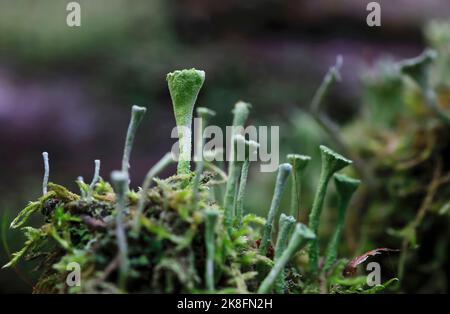 Trompetenschale Flechten (Cladonia fimbriata) wächst im Freien Stockfoto