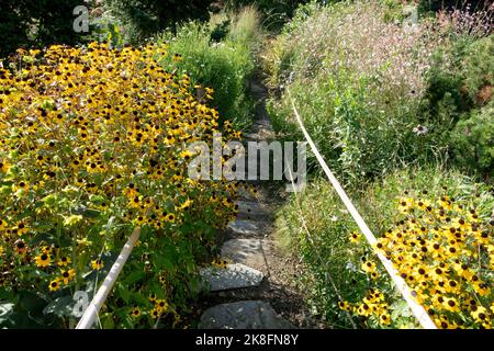 Rudbeckia „Triloba“, Gesäumt, Pfad, Garten, Überwuchert, Pathway, Rudbeckia Triloba, braunäugige Susan, Rudbeckia Stockfoto