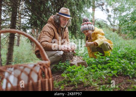 Großvater und Enkelin sammeln Pilze im Wald Stockfoto