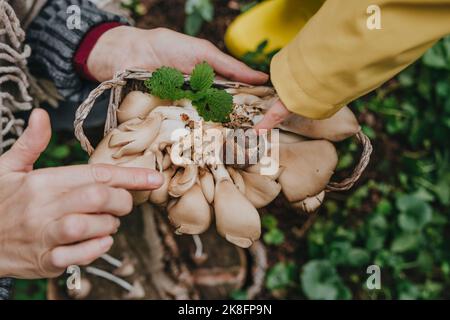 Mädchen zeigt Schnecke auf Pilzen im Wald Stockfoto