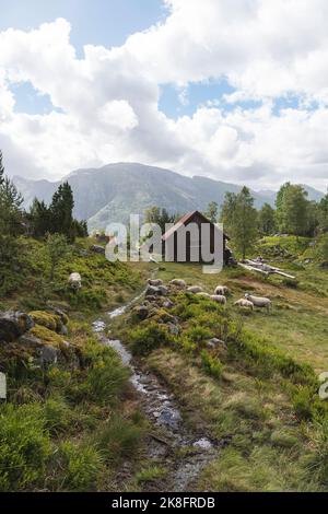 Bach fließt durch Schafe grasen auf Gras mit Berghütte im Hintergrund Stockfoto