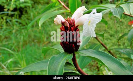 Schöne Blüten von Cheilocostus speciosus auch bekannt als Cane Reed, Malaiisch, Spiral, Wild Ginger, Crepe Ingwer, Costus. Zierpflanze und Heilpflanze. Stockfoto