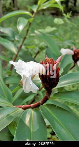 Schöne Blüten von Cheilocostus speciosus auch bekannt als Cane Reed, Malaiisch, Spiral, Wild Ginger, Crepe Ingwer, Costus. Zierpflanze und Heilpflanze. Stockfoto