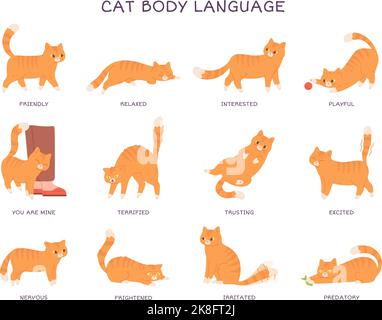 Sprache der Katzen. Katze Körper Ausdruck Gefühl, Verhalten Haustier Schwanz Aktion Tier Katze Emotionen stellt Angst wütend überrascht lustige Kätzchen Charakter, Cartoon-Vektor-Illustration von interessiert und verspielt Stock Vektor