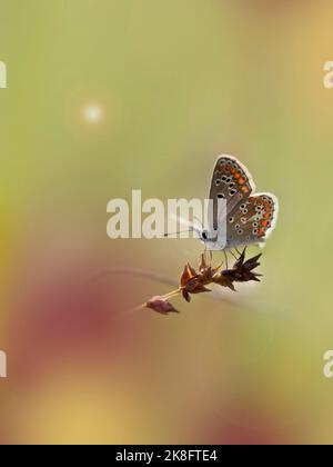 Europäischer Blaubauch (Polyommatus icarus), der auf der Pflanze barcht Stockfoto