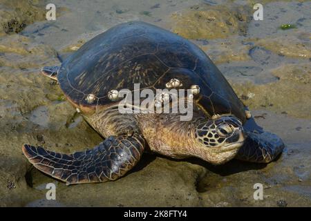 Eine Erwachsene weibliche Grüne Meeresschildkröte (Chelonia mydas), die sich am Ufer von Oʻahu, Hawaiʻi, sonnt. Stockfoto