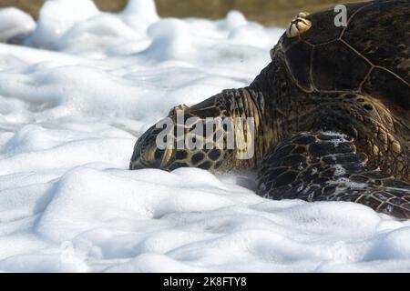 Eine Erwachsene weibliche Grüne Meeresschildkröte (Chelonia mydas), die sich am Ufer von Oʻahu, Hawaiʻi, sonnt. Stockfoto