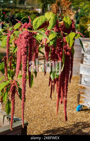RHS Bridgemere Garden in Worsley in der Nähe von Manchester. Amaranthus caudatus ist eine Art einjähriger Blütenpflanze. Es wird mit gängigen Namen wie Love Lie Stockfoto