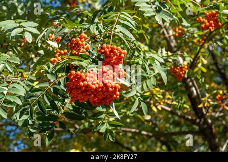 Vogelgruppen wiegen im Wind. An einem klaren, sonnigen Tag verzweigt sich der Rowan-Baum gegen den blauen Himmel. Natur. Ernte von roten und orangen Beeren. Heilpflanze. Bergasche - Europäische Sorbus aucuparia. Stockfoto