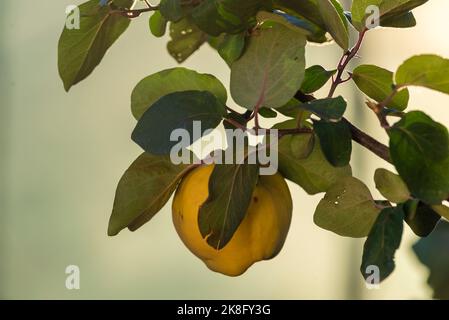 Frische, bio, süße und gesunde Quitten auf Baum auf dem lokalen Bauernhof grünen Hintergrund reifen (Cydonia oblonga) Obstgarten selektiven Fokus Stockfoto