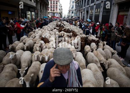 Madrid, Spanien. 23. Oktober 2022. Ein Hirte spricht auf einem Handy, während ihm die Schafherde während des Transhumanz-Festivals folgt, bei dem Tausende von Schafen durch die Hauptstraßen im Zentrum Madrids laufen. Das Transhumanz-Festival wird seit 1994 gefeiert und Tausende von Schafen passieren den Cañada Real, der die Hauptstadt durchquert und die Rolle der Transhumanz und der extensiven Viehzucht als Instrument zur Erhaltung der Artenvielfalt und zur Bekämpfung des Klimawandels beansprucht. Kredit: SOPA Images Limited/Alamy Live Nachrichten Stockfoto