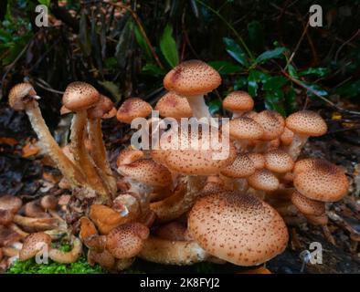 Armillaria ostoyae oder Dunkler Honigpilz, der auf einem toten Baumstamm in einem Wald in Deutschland wächst Stockfoto