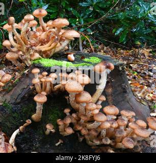 Armillaria ostoyae oder Dunkler Honigpilz, der auf einem toten Baumstamm in einem Wald in Deutschland wächst Stockfoto