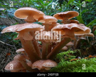 Armillaria ostoyae oder Dunkler Honigpilz, der auf einem toten Baumstamm in einem Wald in Deutschland wächst Stockfoto