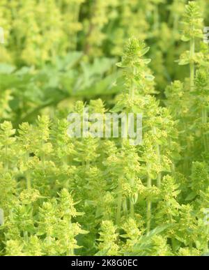 Nach Honig duftende gelbe Kreuzwürzeblüten (Cruciata laevipes), auch bekannt als glattes Betthüss, Rmaywort oder Mädchenhaar, wachsen an einem Straßenrand in Cumb Stockfoto