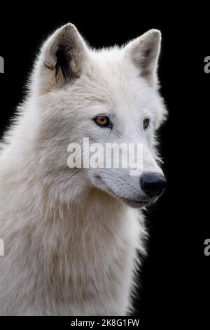 Nahaufnahme eines weißen arktischen Wolfes im Dunkeln. Gefahr Tier in der Natur Lebensraum Stockfoto