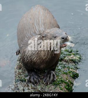 Ein nordamerikanischer Flussotter (Lontra canadensis), der am Ufer des Ruckle Provincial Park auf Salt Spring Island in British Columbia, Canad, einen Fisch frisst Stockfoto