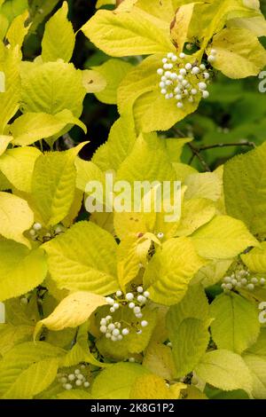 Callicarpa japonica, japanische Beautyberry, Callicarpa japonica Leucocarpa, weiße Beeren, Beautyberry, Der Herbst der Pflanzen wird Herbst Stockfoto