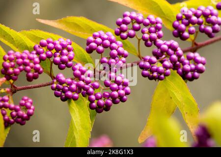 Lila Beeren im Garten Herbst Callicarpa japonica 'Heavy Berry' Japanische Beautyberry Callicarpa Frucht auf dem Ast, würzen Stockfoto