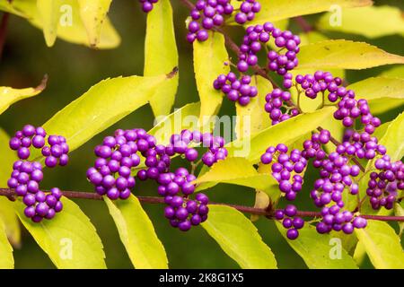 Herbstbeeren und Blätter auf einem Zweig Japanische Beautyberry, Callicarpa japonica, Lila Früchte Stockfoto