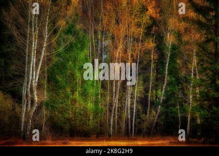 DE - BAVARIA: Herbstliche Waldlandschaft im Loisach Moor bei Bichl, Oberbayern. (HDR-Fotografie von Edmund Nagele FRPS) Stockfoto