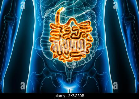 Dünndarm oder Darm 3D Darstellung Nahaufnahme. Anteriore oder vordere Ansicht des menschlichen Verdauungssystems oder des Darments. Anatomie, Medizin, Biologie Stockfoto