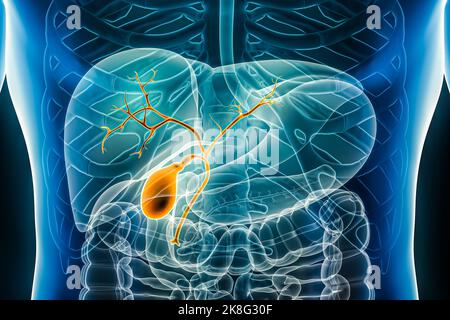 Gallenblase mit Gallengang und Gallenbaum 3D Darstellung der vorderen oder vorderen Ansicht Nahaufnahme. Organ des menschlichen Verdauungssystems. Anatomie, m Stockfoto