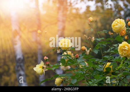 Anmutige Triebe gelbe Rosen mit Knospen und verblassenden Blüten gegen einen dunkelgrünen Garten, Herbstgarten Stockfoto