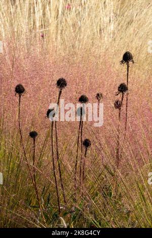 Deadheads Kegelblumen, Muhly Grass Muhlenbergia capillaris, getrocknet, Echinacea, Saatköpfe ín Muhlenbergia Pink Grass Stockfoto