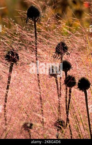 Totenköpfe Pflanze, getrocknete Echinaceas Stiele Kegelblumen, Muhlenbergia capillaris, Rosa Muhly Gras, Garten, Gras, Herbst Stockfoto