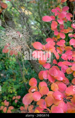 Die Blätter des Rauchbaums färben sich im Herbst rot. Stockfoto