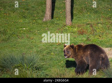 Junger Braunbär blickt zurück auf die Wiese im Wald Stockfoto