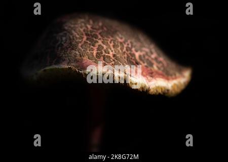 Nahaufnahme eines großen Regenschirmpilzes, der rot mit braunen Flecken ist. Der Pilz steht vor einem dunklen Hintergrund. Sie können Lamellen am sehen Stockfoto