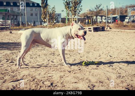 Wunderschöner weißer Staff Terrier, der auf dem Hundetrainingsgelände spielt. Gefährliche Hunderasse. Gesundes und aktives Haustier Stockfoto