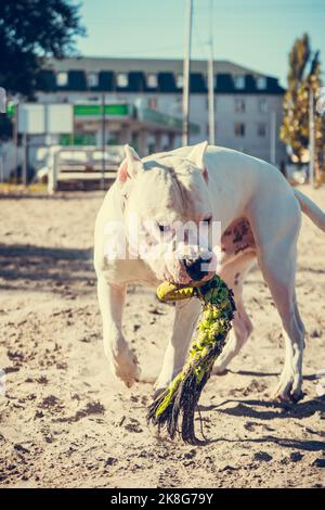 Wunderschöner weißer Staff Terrier, der auf dem Hundetrainingsgelände spielt. Gefährliche Hunderasse. Gesundes und aktives Haustier Stockfoto